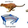 科学家们基于猎豹建造了有史以来最快的软机器人