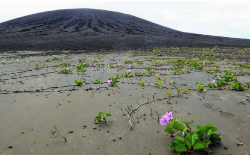 世界上最新的岛屿被神秘的泥土和植被覆盖