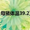 母猪体温39.2正常吗（母猪体温39度正常吗）