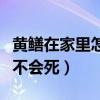 黄鳝在家里怎么养才能活（黄鳝怎么养在家里不会死）