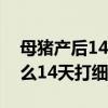 母猪产后14天做细小疫苗做哪种（母猪为什么14天打细小）