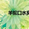 羊驼口水臭怎么回事（羊驼口水臭吗）