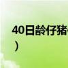 40日龄仔猪体重多少（60日龄仔猪体重多少）