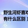 野生河虾喜欢吃什么饵料（野生河虾和养殖虾有什么区别）