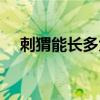 刺猬能长多大寿命多长（刺猬能长多大）