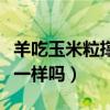 羊吃玉米粒撑着急救（羊吃的尿素和化肥尿素一样吗）