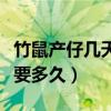 竹鼠产仔几天分开合适（竹鼠从出生到配种需要多久）