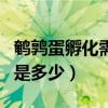 鹌鹑蛋孵化需要多少天（孵化温度和湿度分别是多少）