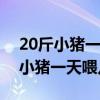 20斤小猪一天喂几次几个小时一次（二十斤小猪一天喂几次）