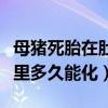 母猪死胎在肚子里多久能化（母猪死胎在肚子里多久能化）