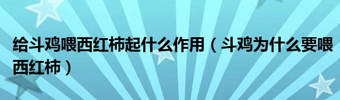 给斗鸡喂西红柿起什么作用（斗鸡为什么要喂西红柿）