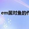 em菌对鱼的作用（em菌能长期拌食喂鱼吗）