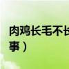 肉鸡长毛不长肉怎么回事（肉鸡不长毛怎么回事）