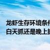 龙虾生存环境条件最喜欢在啥地方（龙虾喜欢什么样的环境白天抓还是晚上抓好）