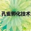 孔雀孵化技术注意事项（附孵化温度和湿度）