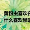 黄粉虫喜欢在明亮还是阴暗的地方（黄粉虫为什么喜欢黑暗）