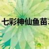 七彩神仙鱼苗3公分（七彩2公分鱼苗怎么养）