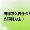 田螺怎么养什么时候可以放养（田螺在家怎么养不会死吃什么饲料为主）