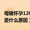 母猪怀孕120天是活胎吗（怀孕母猪拉石灰尿是什么原因）