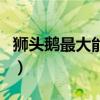 狮头鹅最大能长到多少斤（长几个月就不长了）