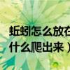 蚯蚓怎么放在盒子里面不往外爬（蚯蚓晚上为什么爬出来）