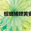 螳螂捕蝉黄雀在后（蜣螂化蝉是什么意思）