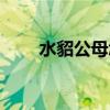 水貂公母怎么区分（水貂公母区分）