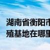 湖南省衡阳市泥鳅养殖基地（湖南省的泥鳅养殖基地在哪里）