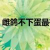 雌鸽不下蛋最有效治疗（下蛋前有什么特征）