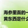 海参里面的一层黄色是什么东西（海参里面的黄东西是什么）