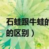 石蛙跟牛蛙的口感有什么区别（石蛙田鸡牛蛙的区别）