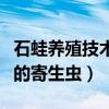 石蛙养殖技术及场地建造（怎么去除野生石蛙的寄生虫）