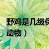 野鸡是几级保护动物判几年（野鸡是几级保护动物）