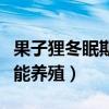 果子狸冬眠期会出来活动吗（果子狸在哪个省能养殖）