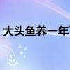 大头鱼养一年可以几斤（附养殖技术及密度）