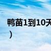 鸭苗1到10天的养殖技术（如何辨别鸭苗公母）