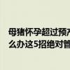 母猪怀孕超过预产期几天算正常（母猪超过预产期还不产怎么办这5招绝对管用）