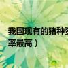 我国现有的猪种资源可分为哪三类（猪在什么时候配种成功率最高）