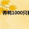 养鸭1000只利润和成本（需要多大的场地）