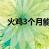 火鸡3个月能吃多少（火鸡四个月有多大）