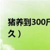 猪养到300斤吃多少饲料（猪养到300斤要多久）