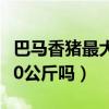 巴马香猪最大的能长得200斤吗（香猪能长200公斤吗）