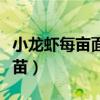 小龙虾每亩面积放多少斤苗（小龙虾亩放多少苗）