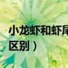 小龙虾和虾尾有啥区别（小龙虾和虾尾有什么区别）