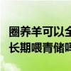 圈养羊可以全年吃青储的草精料吗（圈养羊可长期喂青储吗）