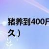 猪养到400斤有多大利润（400斤的猪要养多久）