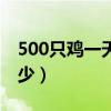 500只鸡一天吃多少食物（500只鸡一天吃多少）