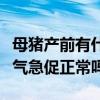 母猪产前有什么征兆记住这个顺口溜（产前喘气急促正常吗）