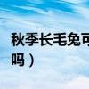 秋季长毛兔可以剪毛吗（长毛兔夏天需要剪毛吗）