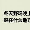 冬天野鸡晚上一般几点睡觉（冬天野鸡晚上都躲在什么地方）